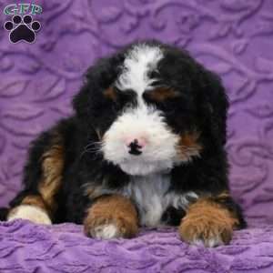 Dude, Mini Bernedoodle Puppy